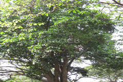 Syzygium jambos
